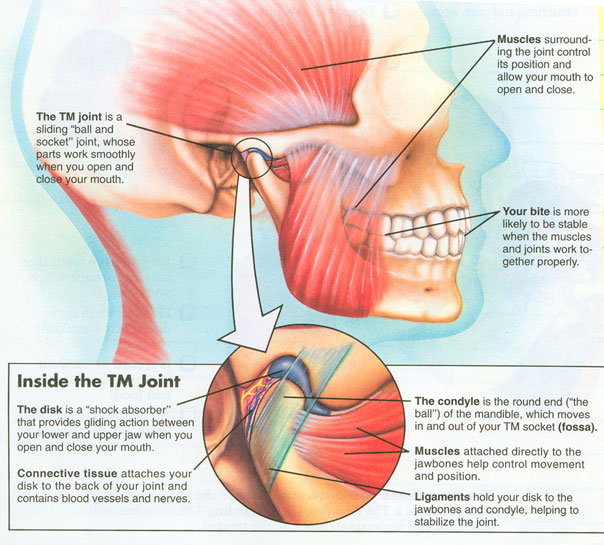 temporomandibular joint diagram